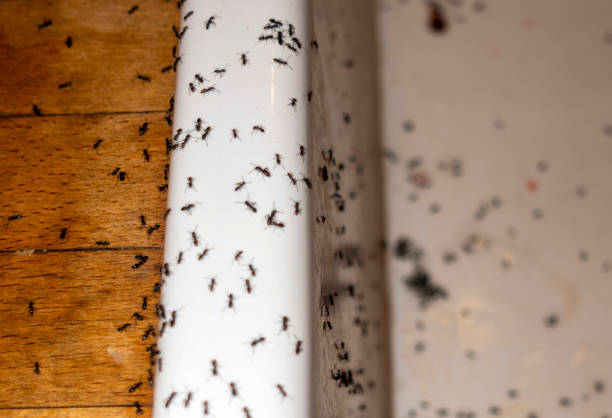 Best Best Pest Control Companies  in Mangonia Park, FL